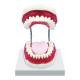 Nasco MG23875 Dental Care Model, 3x Enlarged - Front View
