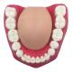 Nasco MG23875 Dental Care Model, 3x Enlarged - Mandibular Teeth