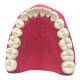 Nasco MG23875 Dental Care Model, 3x Enlarged - Maxillary Teeth