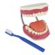 Nasco MG23875 Dental Care Model, 3x Enlarged - Left Angle with Large Toothbrush