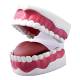 Nasco MG23876 Dental Care Model - 45 Degrees Opened
