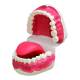 Nasco MG23876 Dental Care Model - 90 Degrees Opened