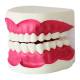 Nasco MG23876 Dental Care Model - Left Angle