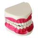 Nasco MG23876 Dental Care Model - Right Angle
