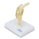 Nasco MG24031 Canine Knee Model - Angle 1