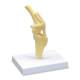 Nasco MG24031 Canine Knee Model - Angle 2