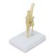 Nasco MG24031 Canine Knee Model - Angle 3
