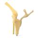 Nasco MG24031 Canine Knee Model - Angle 4