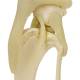 Nasco MG24031 Canine Knee Model - Angle 5
