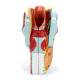 Nasco MG29156 Larynx Model, 2x Enlarged, 5-Part, Back View