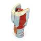 Nasco MG29156 Larynx Model, 2x Enlarged, 5-Part, Left Angle View