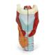 Nasco MG29156 Larynx Model, 2x Enlarged, 5-Part