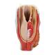 Nasco MG29157 Larynx Model, 2-Part, Back View