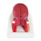 Nasco MG29179 Tongue Model, 2.5x Enlarged, 3 Parts, Top View