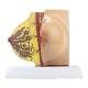 Nasco MG29240 Breast Model, Non-Lactating - Internal and External Parts