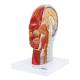Nasco MG29511 Half-Head with Muscles Model - Angle 1