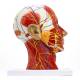 Nasco MG29511 Half-Head with Muscles Model - Angle 5