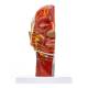 Nasco MG29511 Half-Head with Muscles Model - Angle 4