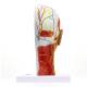 Nasco MG29511 Half-Head with Muscles Model - Angle 6