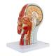 Nasco MG29511 Half-Head with Muscles Model - Angle 2