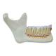 Nasco MG29512 Half Lower Jaw Model, 3x Enlarged, 6 Parts - Jaw Close-Up