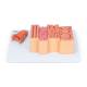 Nasco MG29520 Micro-Anatomy of Tongue Model, 20x Enlarged, Back View