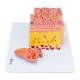 Nasco MG29520 Micro-Anatomy of Tongue Model, 20x Enlarged, Right Side View