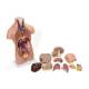 Nasco MG29696 Mini Unisex Torso Model, 12-Part, Fully Disassembled