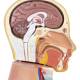 Nasco MG29696 Mini Unisex Torso Model, 12-Part, Head and Brain Close-up View