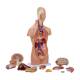 Nasco MG29696 Mini Unisex Torso Model, 12-Part, Disassembled