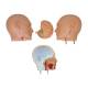 Nasco MG29697 Mini Dual-Sex Torso Model, 16-Part - Light Skin Tone, Head and Brain Detailed View