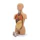 Nasco MG29697 Mini Dual-Sex Torso Model, 16-Part - Light Skin Tone, Left Angle View