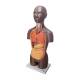 Nasco MG29698 Mini Dual-Sex Torso Model, 16-Part - Dark Skin Tone, Left Angle View