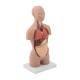 Nasco MG29699 Mini Dual-Sex Torso Model, 16-Part - Medium Skin Tone