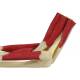 Nasco MG29739 Elbow with Muscles Model - Angle 3