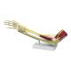 Nasco MG29739 Elbow with Muscles Model - Front View