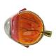 Nasco MG29749 Arterial Hypertension Model, Eye