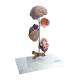 Nasco MG29749 Arterial Hypertension Model