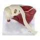 Nasco MG29750 Shoulder with Articulating Rotator Cuff Model - Top View
