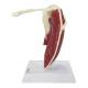 Nasco MG29750 Shoulder with Articulating Rotator Cuff Model - Left Angle
