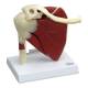 Nasco MG29750 Shoulder with Articulating Rotator Cuff Model - Front View