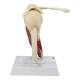 Nasco MG29750 Shoulder with Articulating Rotator Cuff Model - Right Angle
