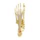 Nasco MG29758 Foot and Ankle with Plantar Fasciitis Model, Close-up Back Bottom View