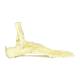 Nasco MG29758 Foot and Ankle with Plantar Fasciitis Model, Close-up Left Side View