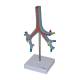 Nasco MG29764 Bronchial Tree Model, Left Angle View