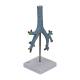 Nasco MG29764 Bronchial Tree Model, Back View
