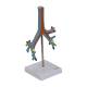Nasco MG29764 Bronchial Tree Model, Right Angle View