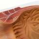Nasco MG29767 Rectum Cross-Section Model, 3x Enlarged - Close-up
