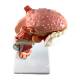 Nasco MG29773 Larynx with Tongue and Teeth Model, 5-Part, Close-up View
