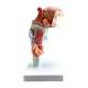 Nasco MG29773 Larynx with Tongue and Teeth Model, 5-Part, Side View